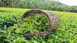 Iran tea export rises by 48 percent 