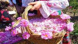 Iran ranks first globally in Damask rose production