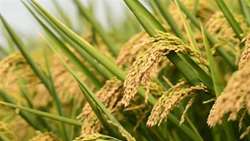Iran uses nuclear science to cultivate fragrant rice