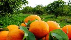 1,000 tons of kiwi, citrus fruits exported from Mazandaran