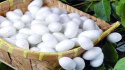 Gilan province now Iran’s silk production hub