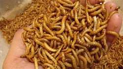 Mealworm farming project launched in Sistan villages