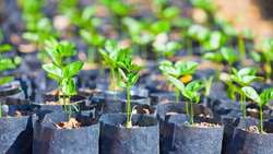 25m certified fruit tree saplings produced across Iranian nurseries 