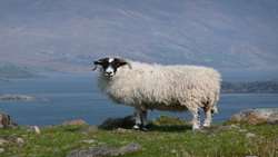 Ancient DNA unlocks 11,000 years of sheep and human history