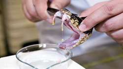 Razi Institute hosts Intl. conference on venomous animals, antivenoms 
