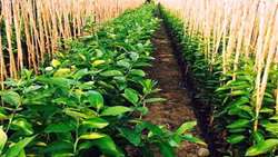  Iran now self-sufficient in standard horticultural seedling production, official says
