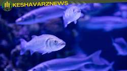 Iran aquaculture feed exports  see major surge in 8 months