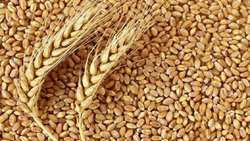 Iran achieves 98 percent self-sufficiency in seed production 