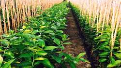 Iran produces 164m seedlings as part of One Billion Tree Planting Project