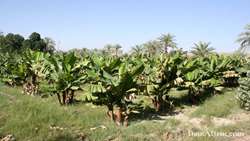Iran seeking to boost domestic production, cut banana imports 