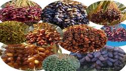 Over 80 countries destinations of Iranian dates