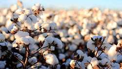 Iranian research institute introduces 16 new cotton varieties