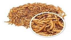  Iran 1st mealworm farm inaugurated in Sistan and Baluchestan province
