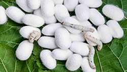 Iran forecasts 1,400 tons of fresh silk cocoon production this spring