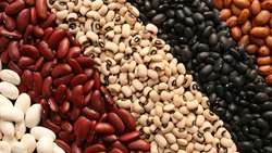 Bean harvest in Hamedan province soars 23 percent 