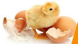 Bushehr Province poultry farms hatch 2.1m chicks