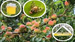 New measures contain Mediterranean Fruit Fly in northern Iran 