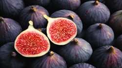 Fig harvest underway in Kermanshah Province