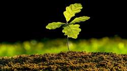 ‘One Billion Tree’ Initiative aims to restore Iran’s ecological balance: Deputy Minister 