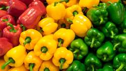 Over 500 tons of quality bell peppers exported to Russia, Persian Gulf states 