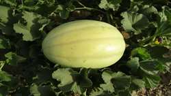 Iran unveils new drought-resistant melon variety 