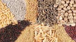 Iran introduces 17 new rainfed crop varieties for cold, temperate, warm regions