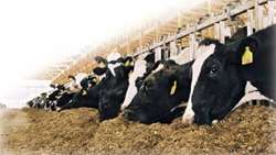 Iran secures major veterinary accords at Global Health Summit.