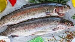 East Azarbaijan exports first batch of rainbow trout to Iraq  