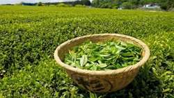 Tea export stands at 11,000 tons in 11 months