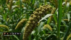 Iran introduces new hybrid millet varieties