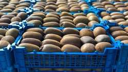 Iran exports 46,000 tons of kiwi fruits to global markets  