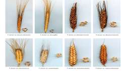 Hamedan Research Center introduces 5 new wheat varieties
