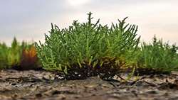 Seawater-irrigated Salicornia trial launched in Gomishan to combat dust storms