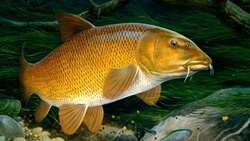 Iranian aquaculture institute drives innovation with UNDP support 