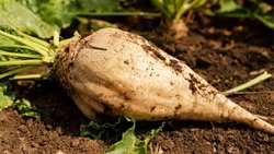 Iran sees major growth in autumn sugar beet cultivation