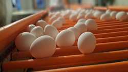 East Azarbaijan to export surplus eggs