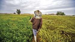 Official calls for combating agriculture pests