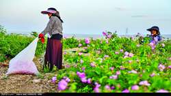 Tehran to host major Damask Rose conference 