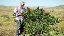 Red sumac bears fruit for first time in Iran via tissue culture