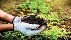 Healthy soil cornerstone of safe food production, official notes