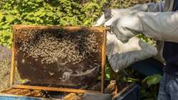 First ready-made honeybee feed factory opens in Neyshabur