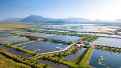 Bushehr turning into Iran’s leading producer of farmed shrimp, algae