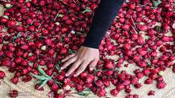 Iranian farmers in Ilam province successfully cultivate roselle