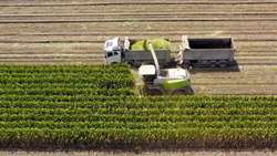 Forage corn harvest begins in Eastern Iran
