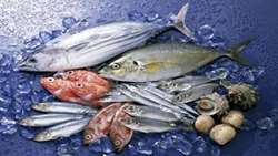 Bushehr on track to become national hub for aquatic exports