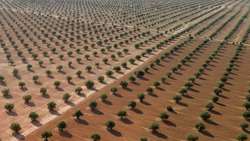 Olive groves key solution to global climate crisis, senior Iranian official says