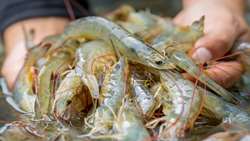 Minister: Iran resolved to boost shrimp farming in Sistan-Baluchestan
