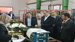 Iran to begin direct pistachio export to Europe from Yazd province: Deputy minister  