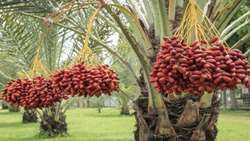 Iran adopts innovative irrigation methods to combat drought in date plantations