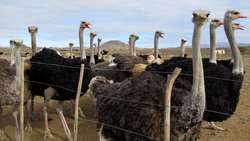 Taibad registers threefold surge in Ostrich chick exports to Afghanistan